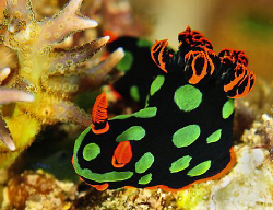 Nudi shot in Raja Ampat. 105mm with +2 diopter by Charles Wright 